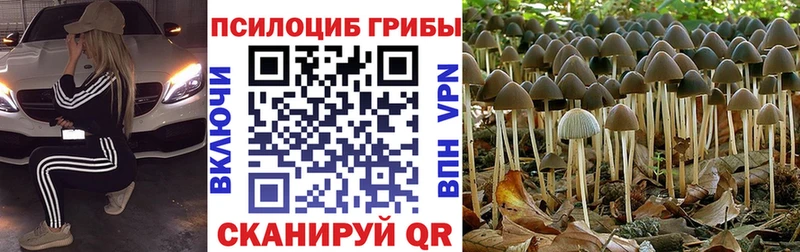 Псилоцибиновые грибы Cubensis  Южноуральск 